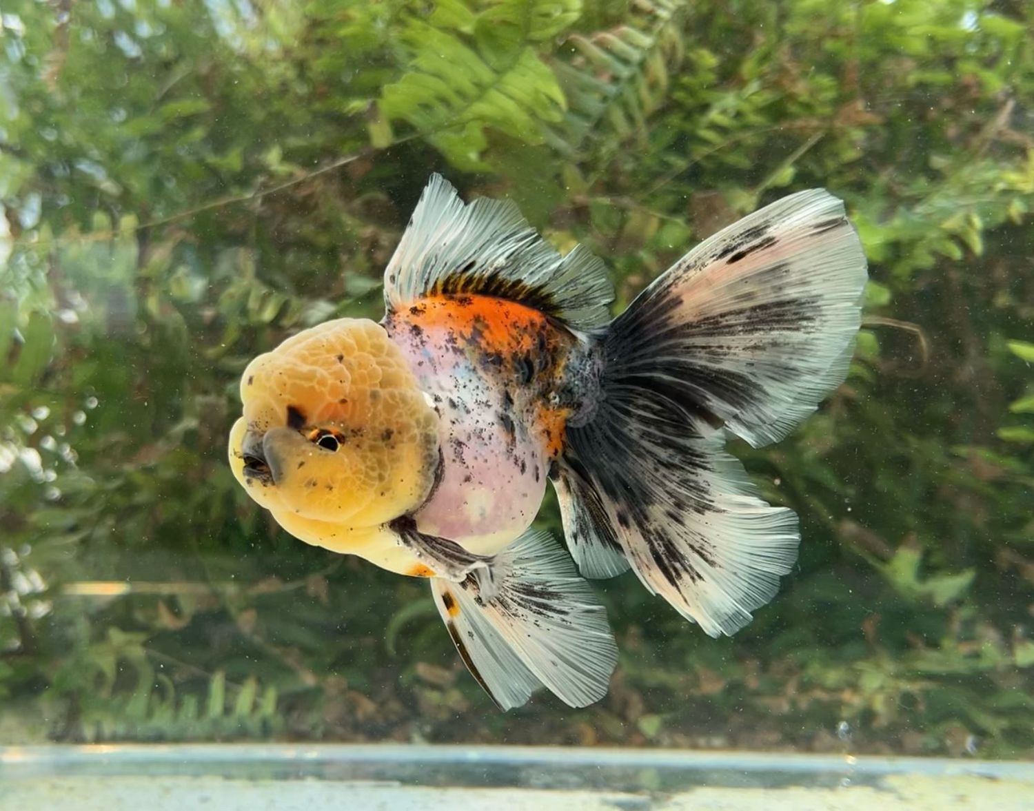Calico Rosetail Oranda (M, 5”) - Free Shipping