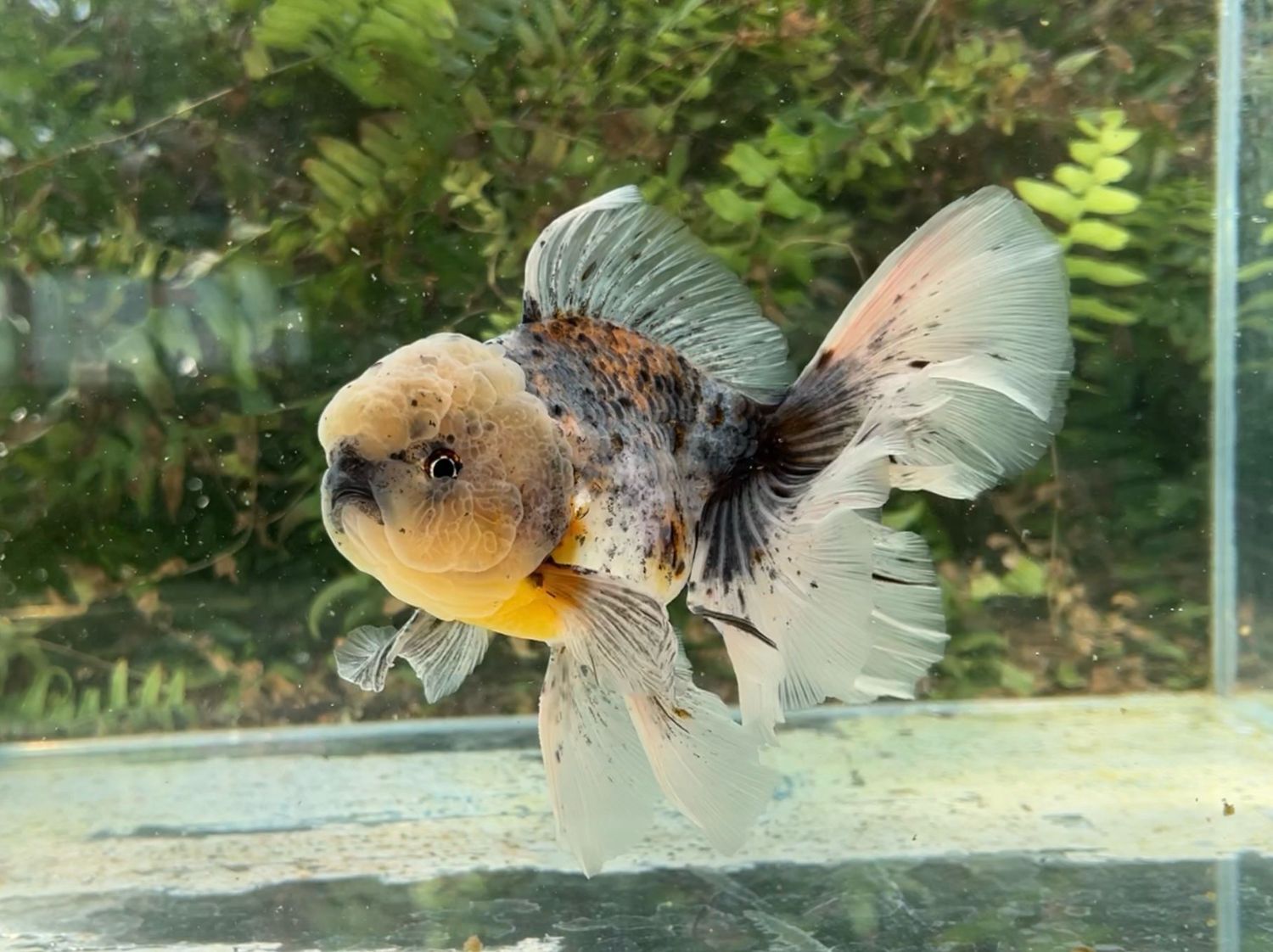 Kirin Rosetail Oranda (M, 6.5”) - Free Shipping
