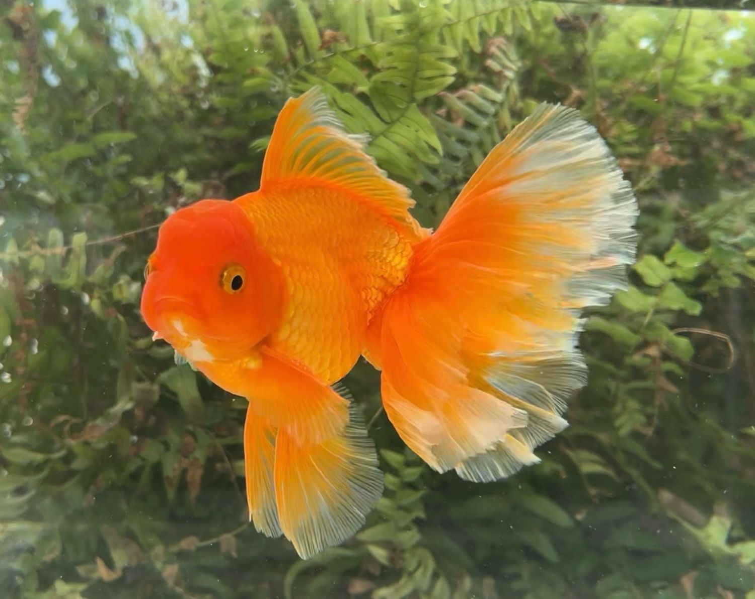 Red Peonytail Oranda (M, 6.25”) - Free Shipping