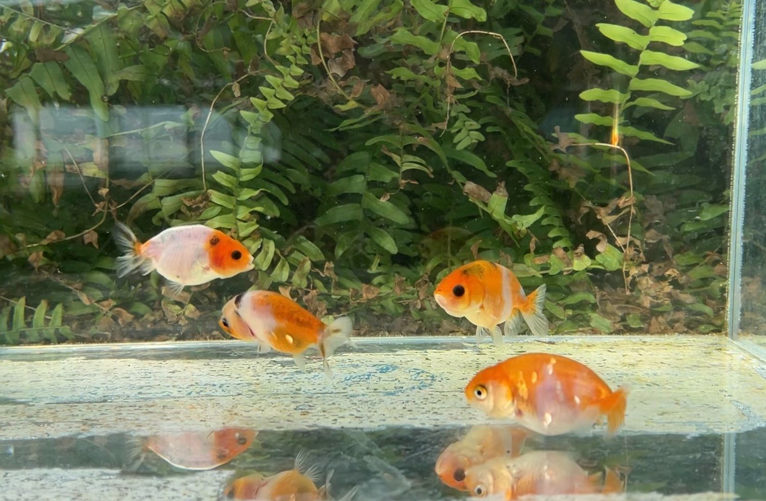 19004 4 Pack Assorted Baby Yuanbao Ranchus (2.5”) - Free Shipping