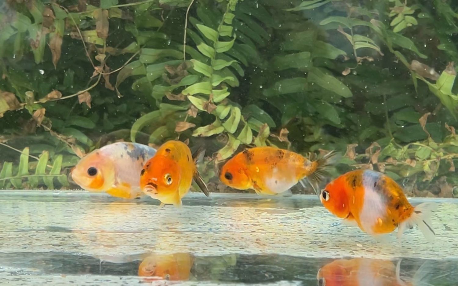 4 Pack Assorted Baby Yuanbao Ranchus (2.5”) - Free Shipping