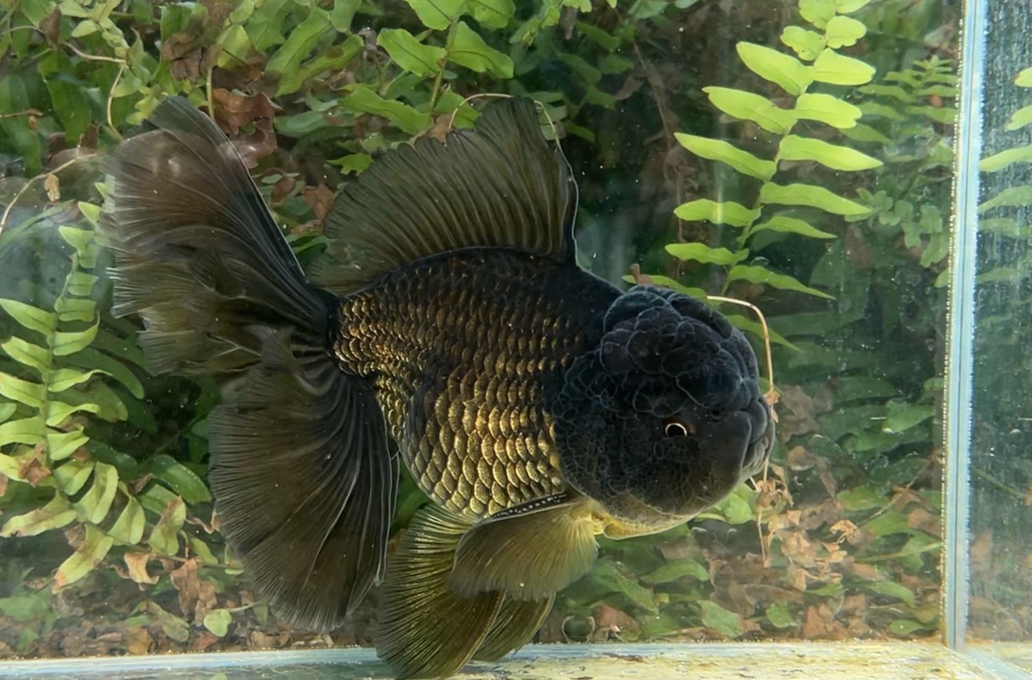 Black Rosetail Oranda (M, 6.5”) - Free Shipping