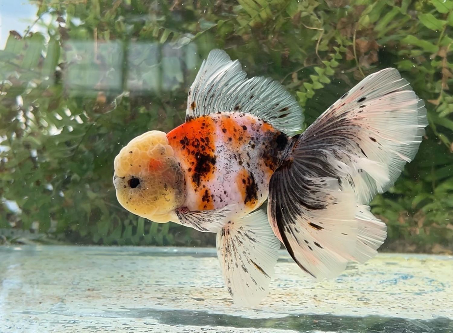 Calico Rosetail Oranda (M, 5.75”) - Free Shipping
