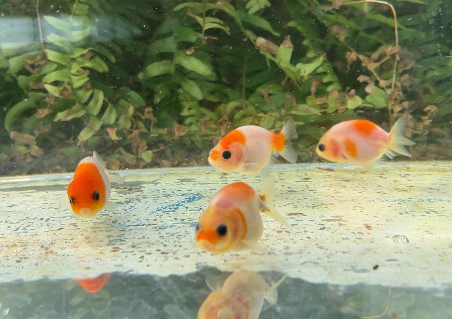 4 Pack Sakura Baby Yuanbao Ranchus (2.25”) - Free Shipping