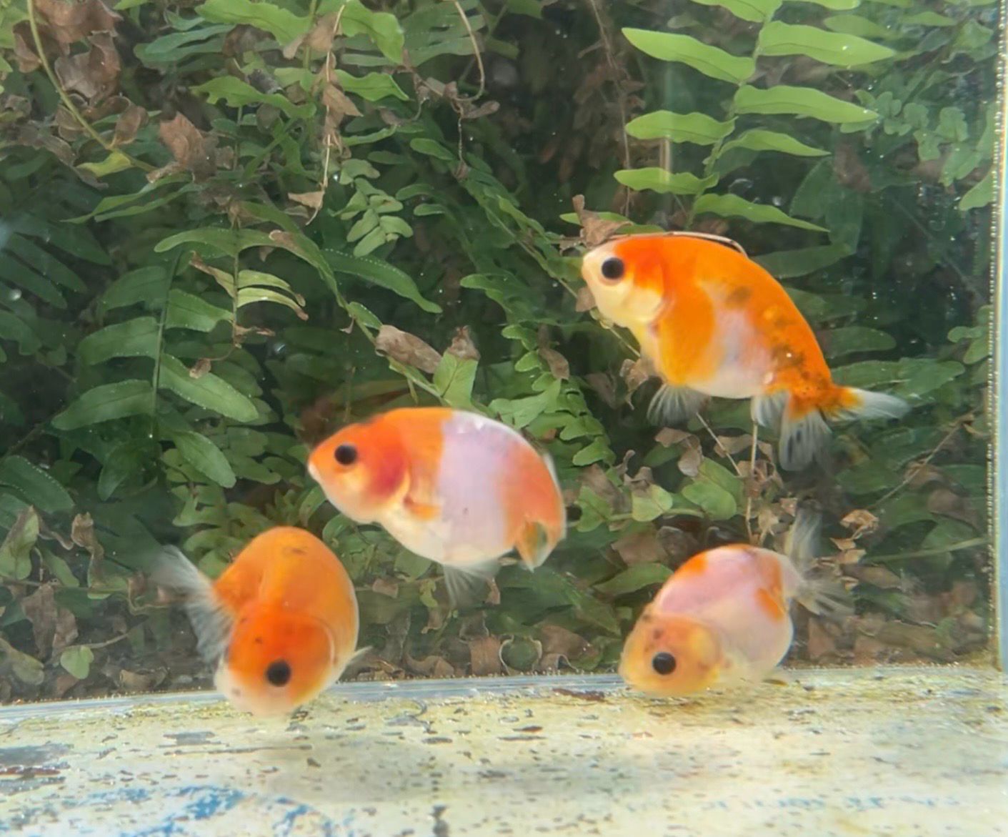 4 Pack Assorted Baby Yuanbao Ranchus (2.5”) - Free Shipping