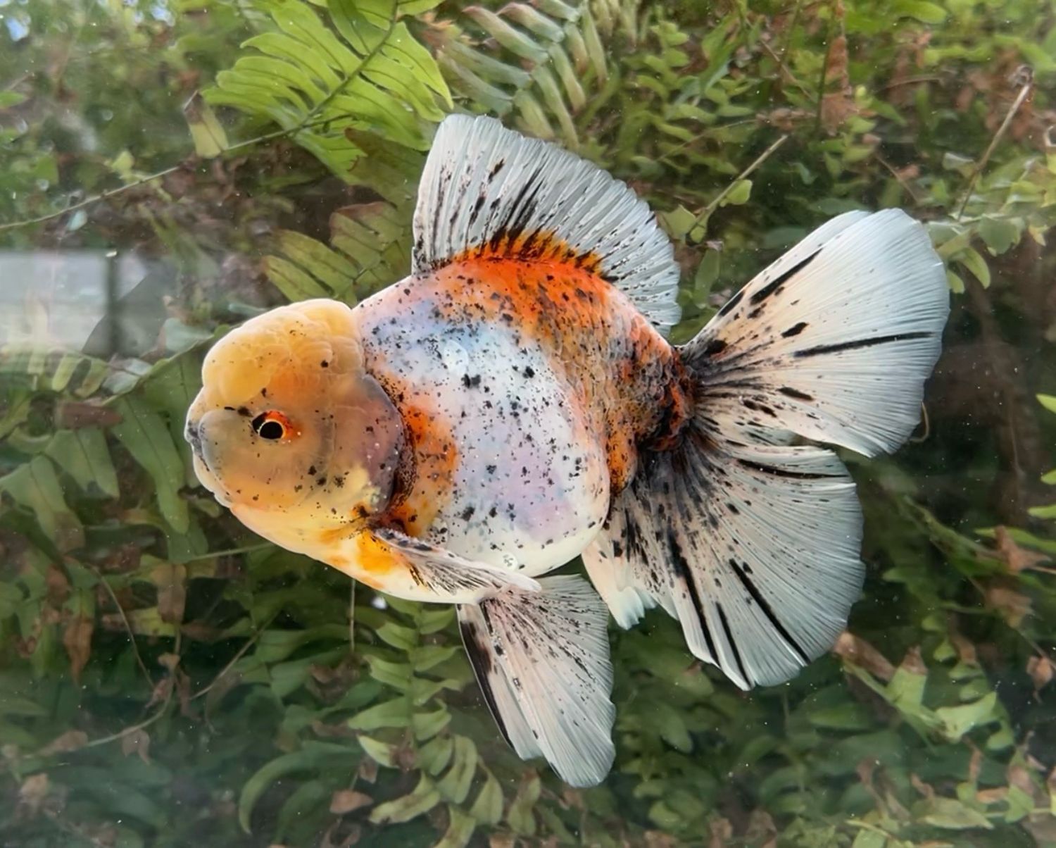 Calico Rosetail Oranda (M, 6.5”) - Free Shipping