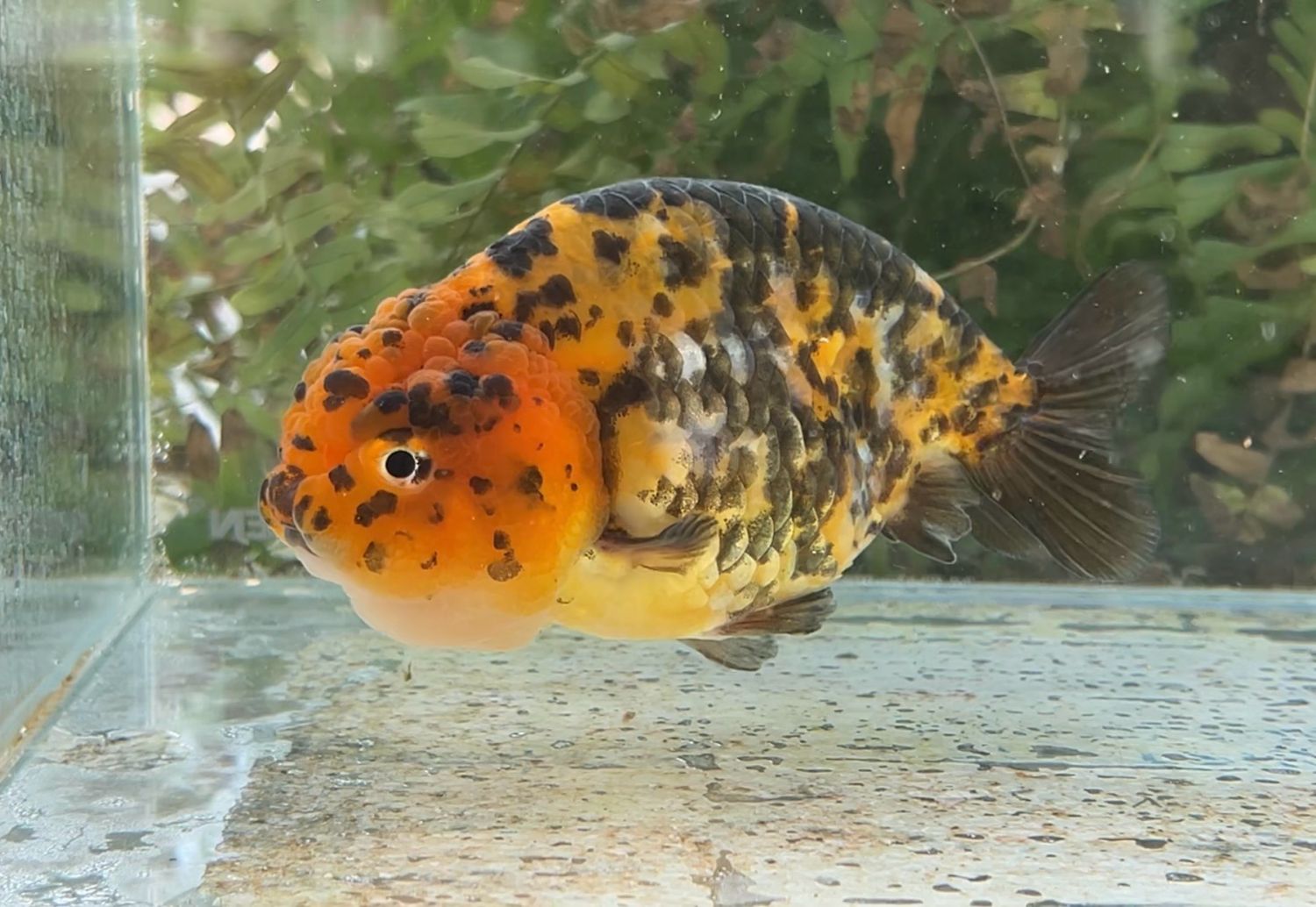 Calico Yuanbao Ranchu (F, 5”) - Free Shipping