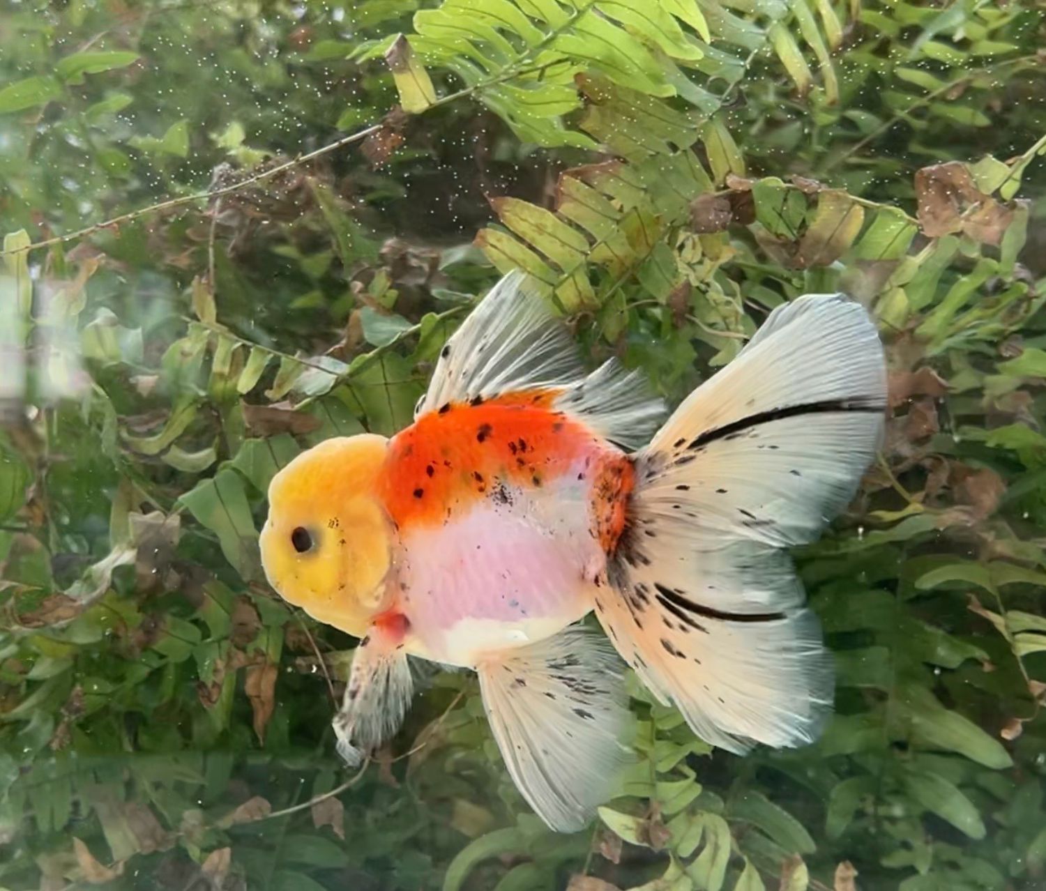 Calico Rosetail Oranda (M, 5”) - Free Shipping
