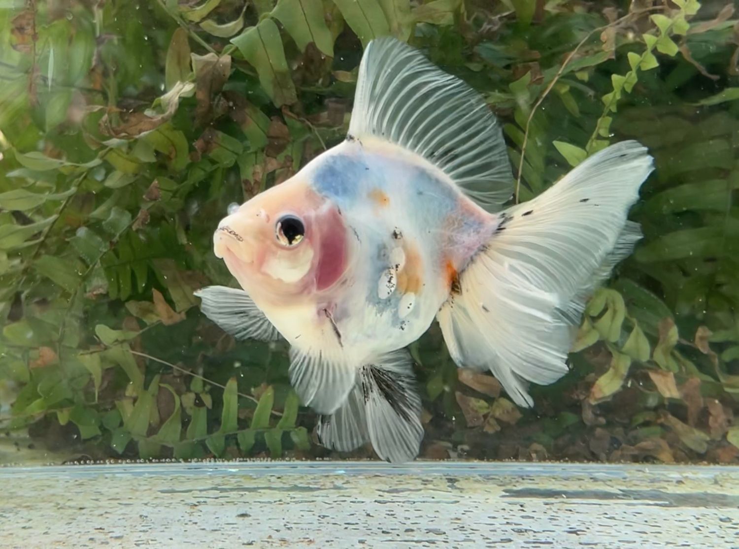 Calico Broadtail Ryukin (F, 4.75”) - Free Shipping