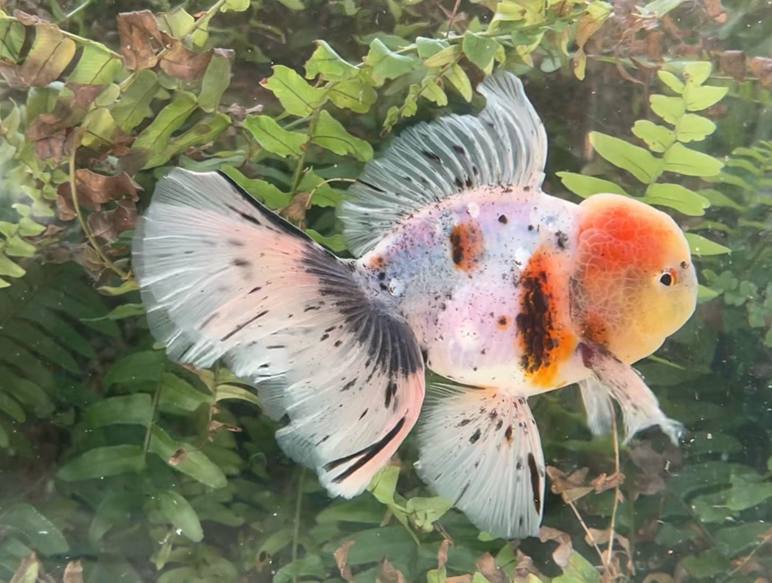 Calico Rosetail Oranda (M, 5.5”) - Free Shipping