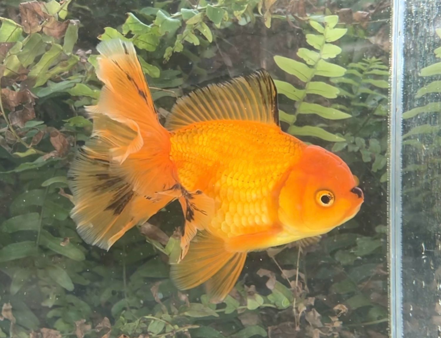 Red Peonytail Oranda (F, 6”) - Free Shipping