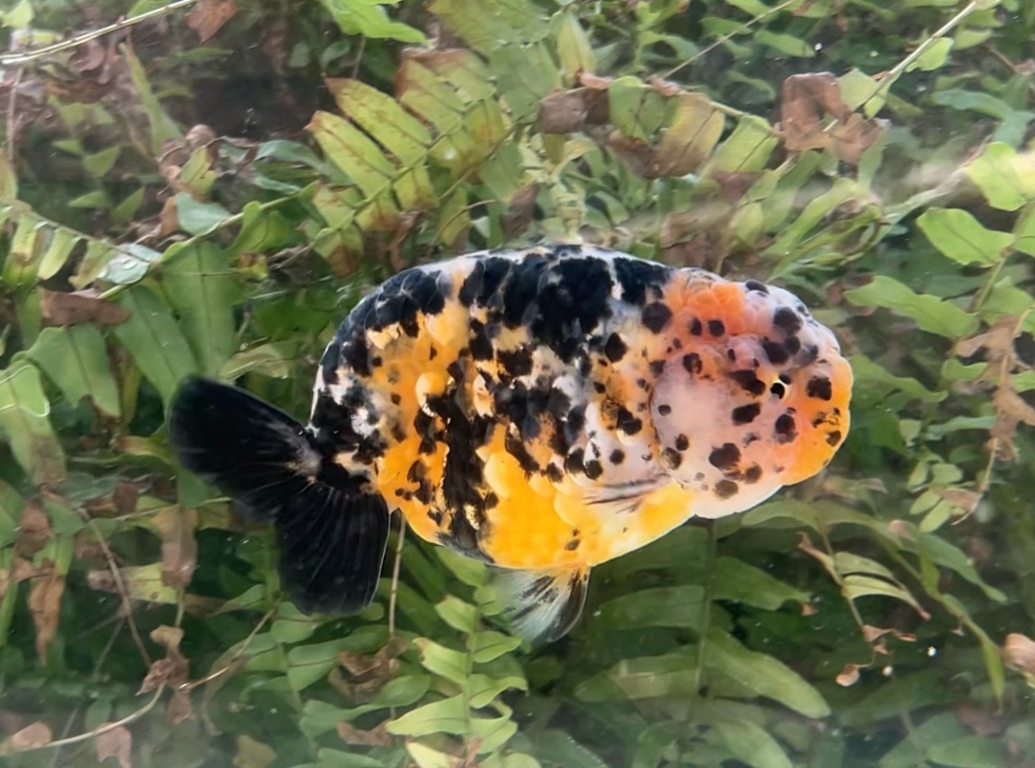 Calico Yuanbao Ranchu (M, 4.75”) - Free Shipping