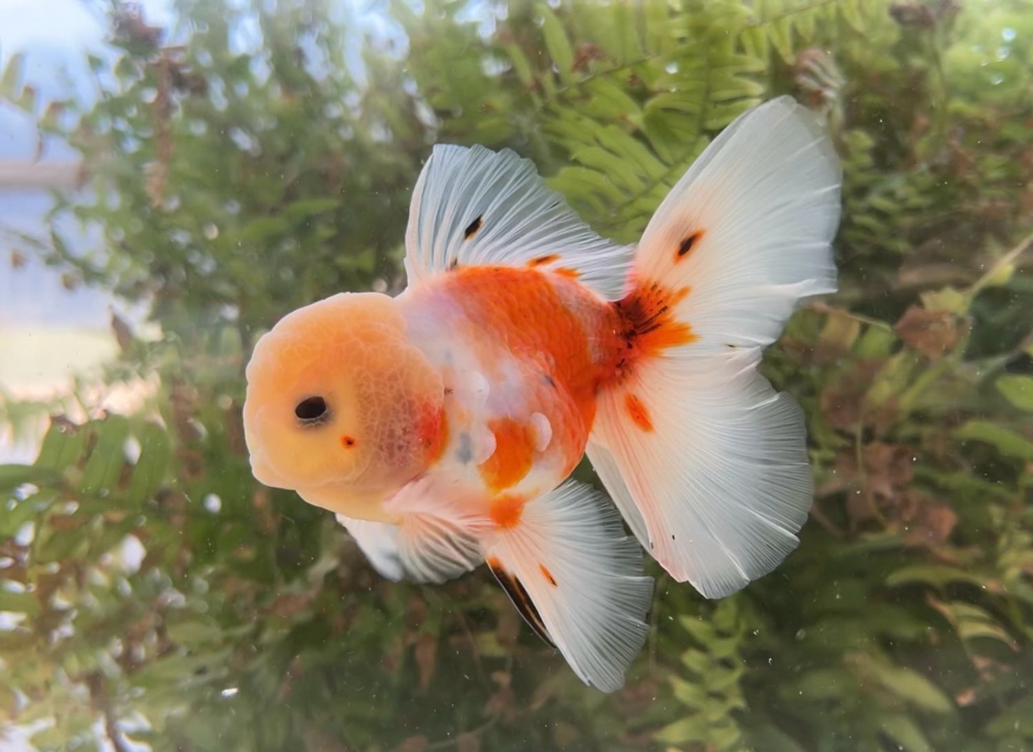 Tri-color Rosetail Oranda (M, 5”) - Free Shipping