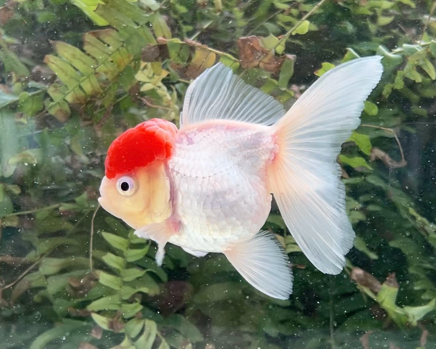 Tancho High Head Oranda (F, 4.25”) - Free Shipping
