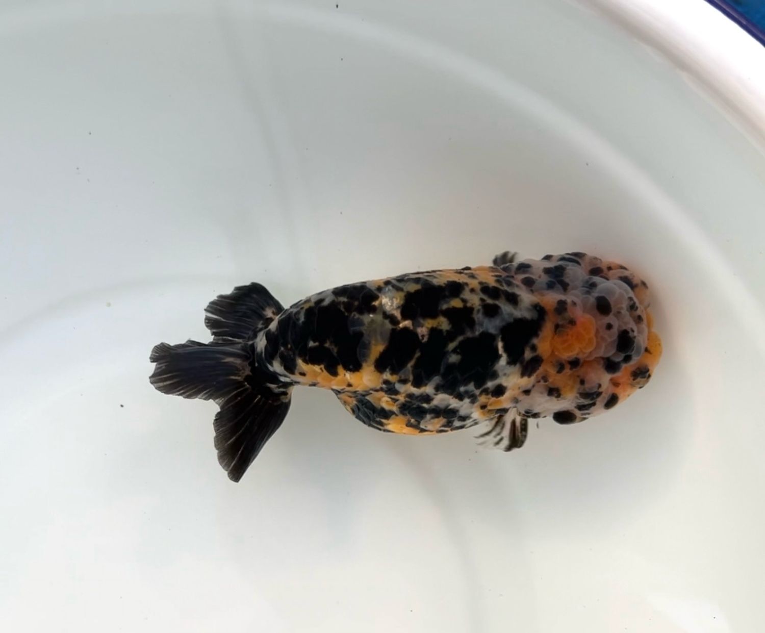 Calico Yuanbao Ranchu (M, 4.75”) - Free Shipping