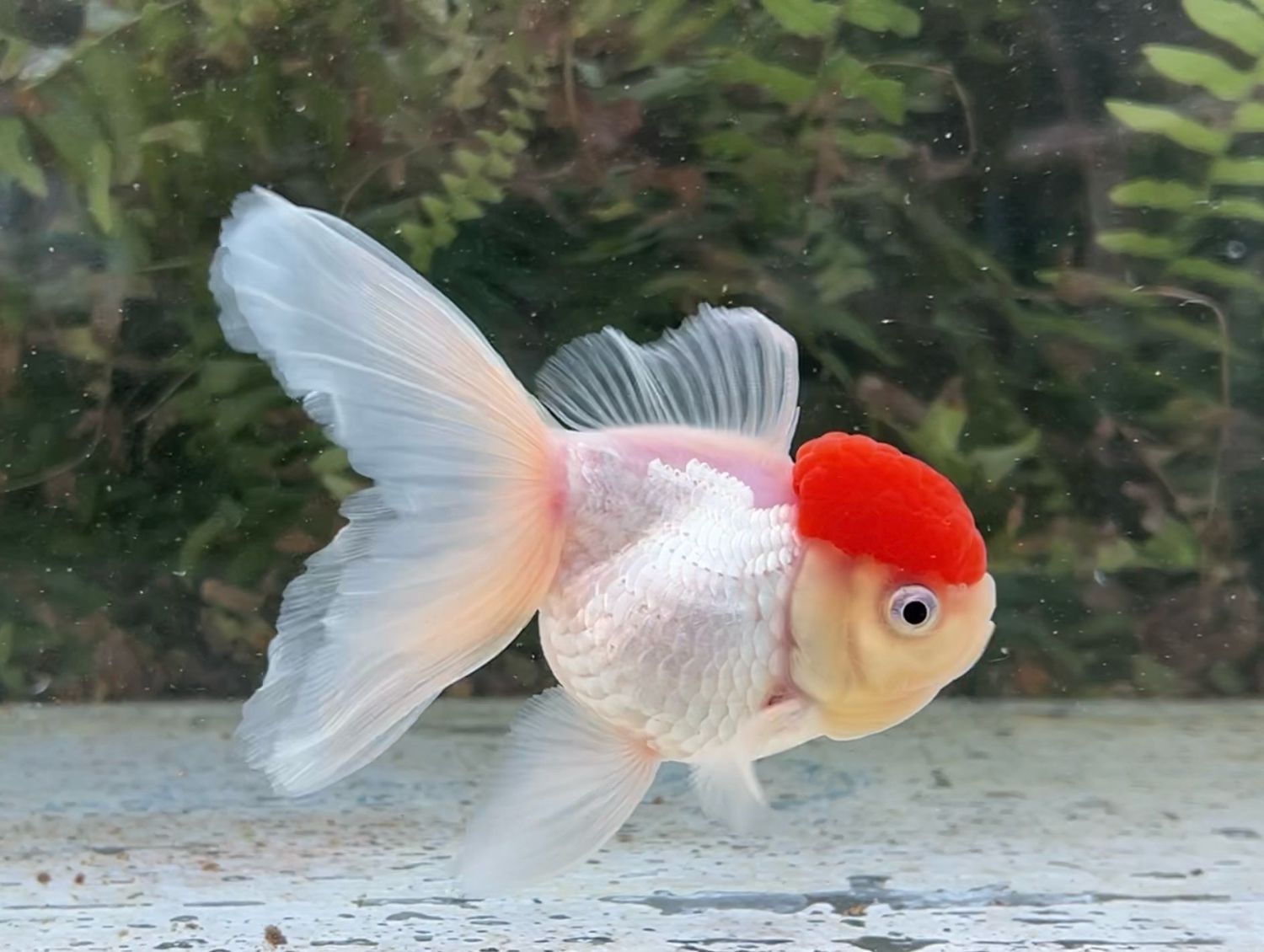 Tancho High Head Oranda (F, 5”) - Free Shipping