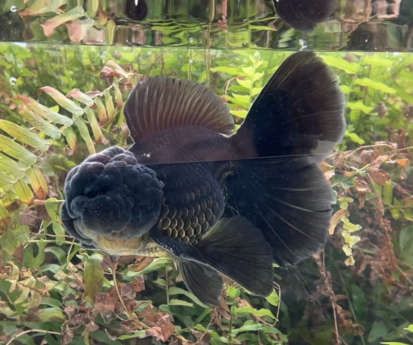 Black Rosetail Oranda (M, 5”) - Free Shipping