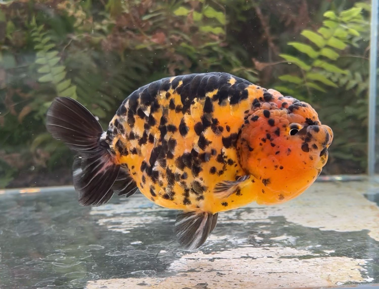 Tiger Yuanbao Ranchu (M, 5.5”) - Free Shipping