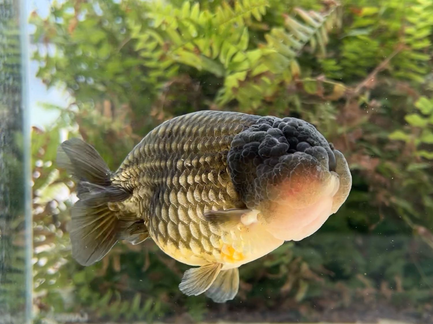 Bronze Yuanbao Ranchu (M, 4.75”) - Free Shipping