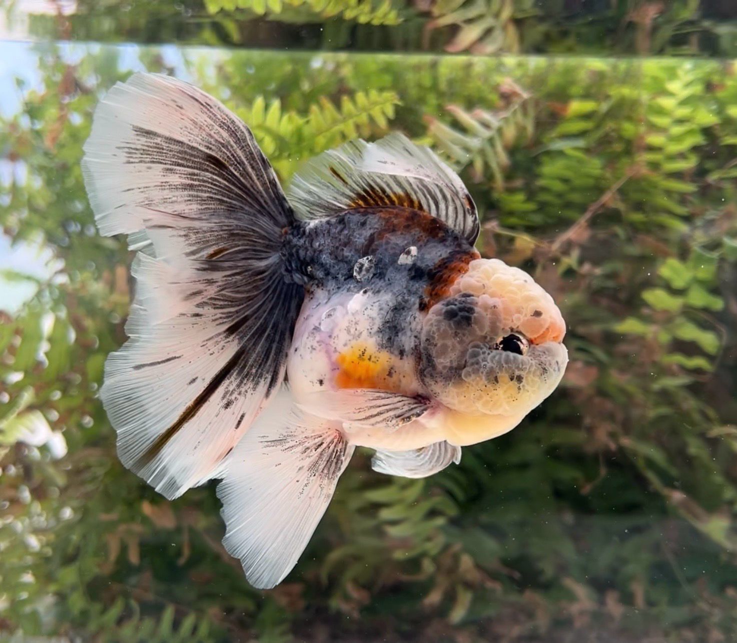 Kirin Rosetail Oranda (M, 5.25”) - Free Shipping