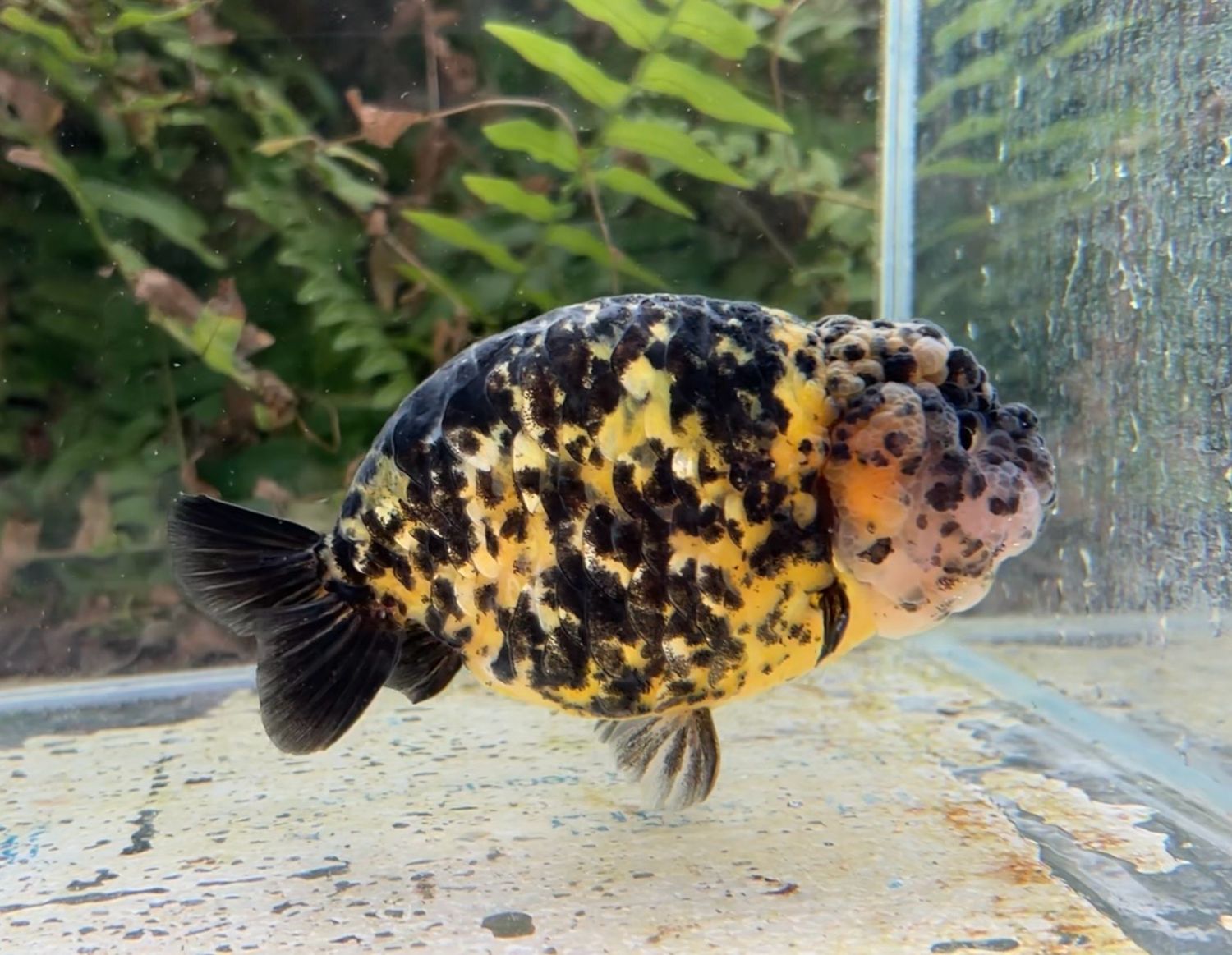 Tiger Dragon Scale Yuanbao Ranchu (M, 4.25”) - Free Shipping