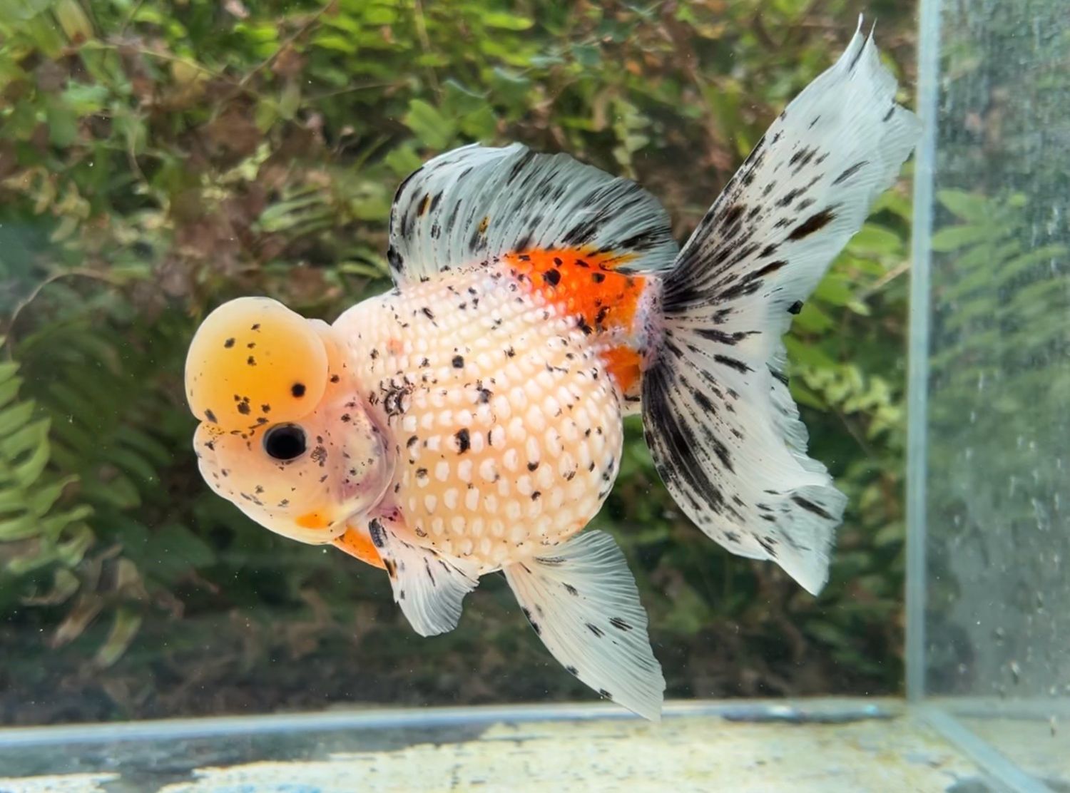 Calico Crown Pearlscale (M, 6”) - Free Shipping
