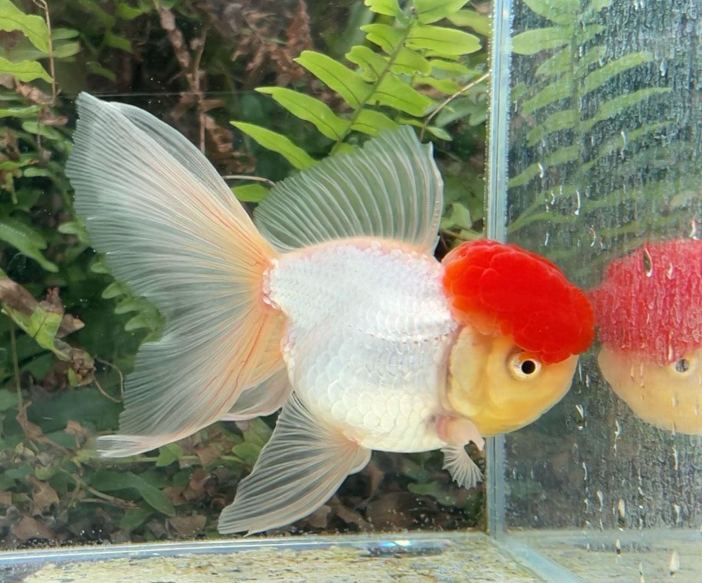 Tancho High Head Oranda (M, 5.5”) - Free Shipping