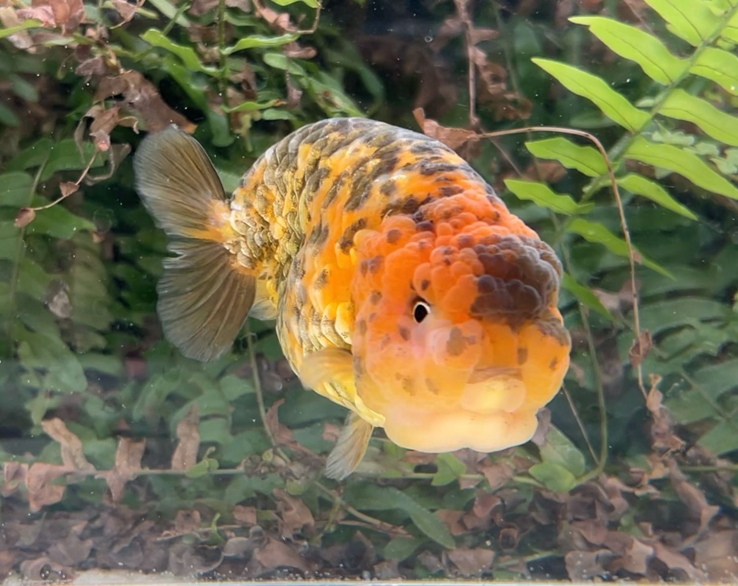 Tiger Dragon Scale Yuanbao Ranchu (M, 4.25”) - Free Shipping