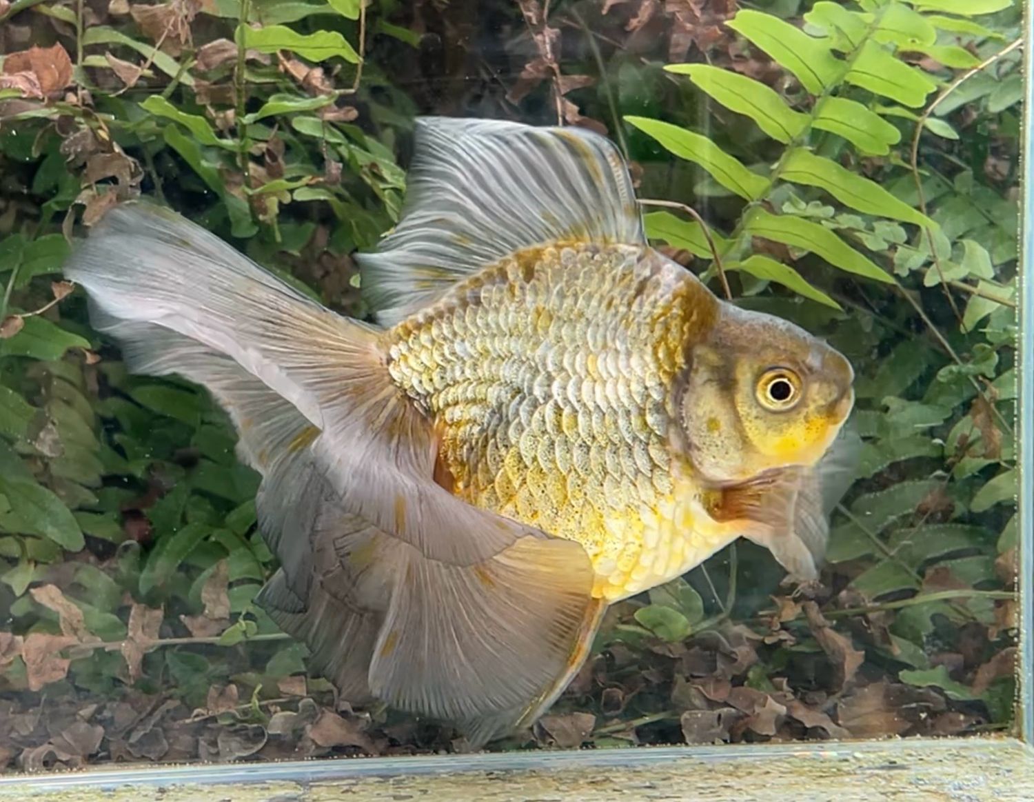 Blue And Green Broadtail Ryukin (M, 5.5”) - Free Shipping