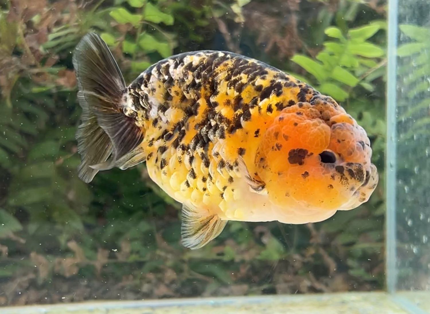 Tiger Yuanbao Ranchu (M, 4.75”) - Free Shipping