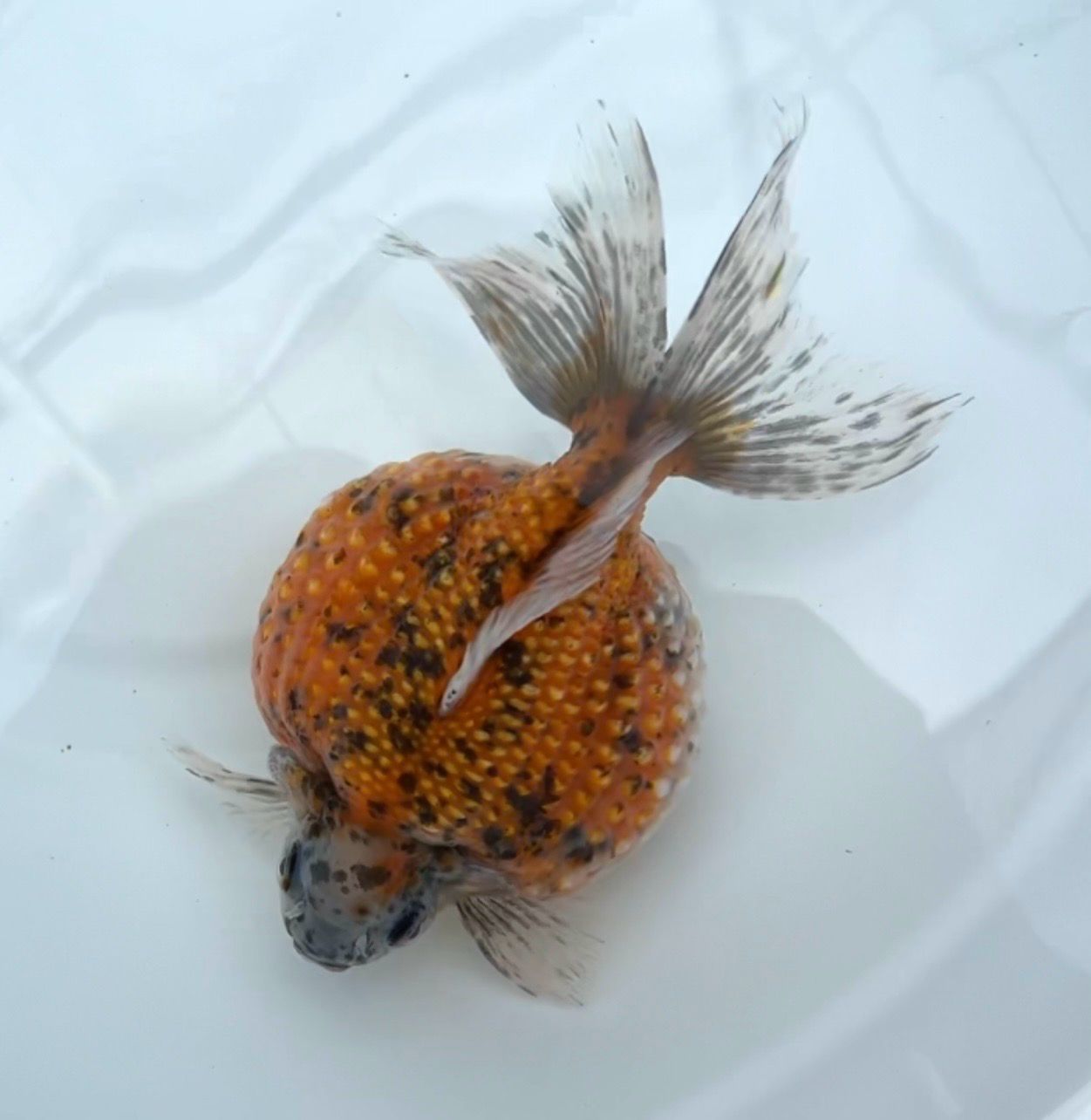 Calico Mousehead Pearlscale (M, 5.5”) - Free Shipping