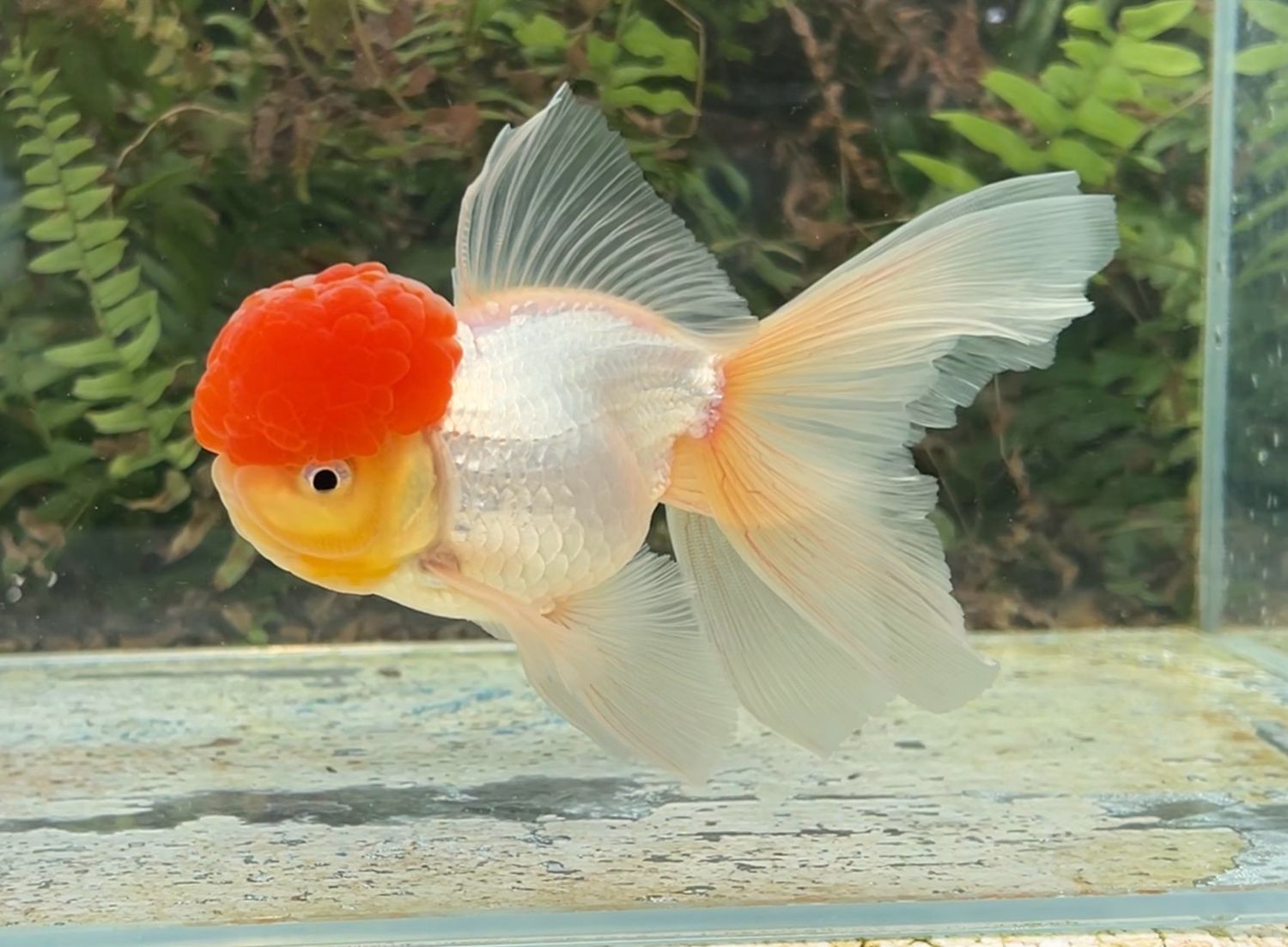 Tancho High Head Oranda (M, 5.75”) - Free Shipping