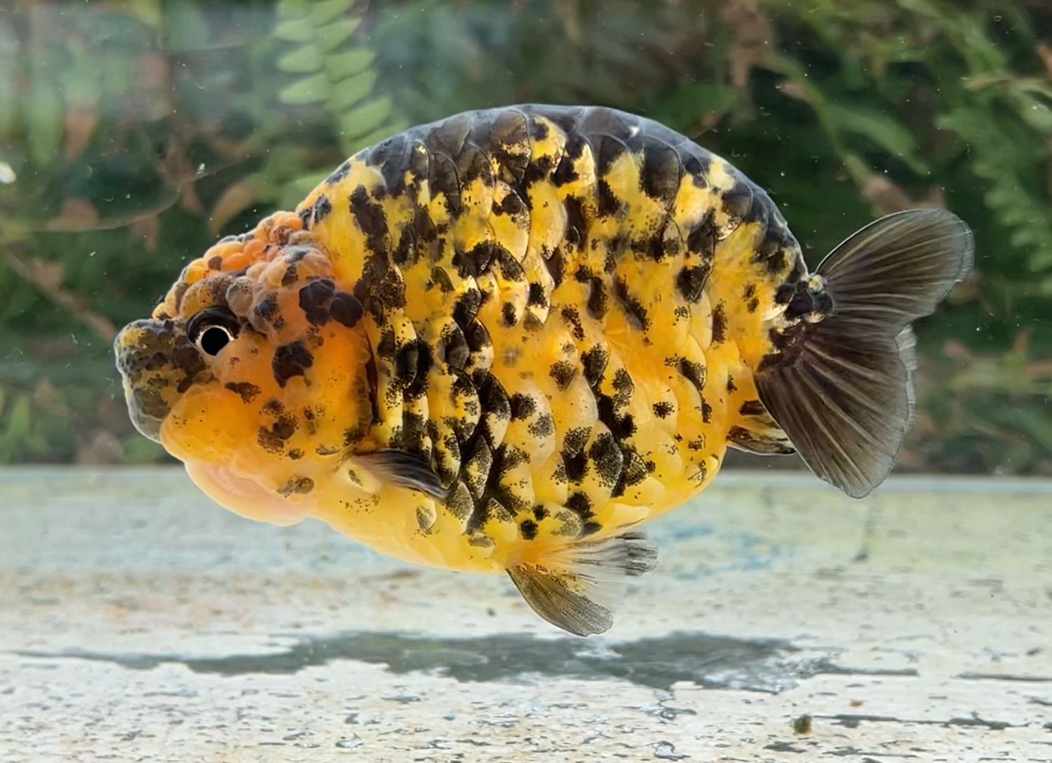 Tiger Dragon Scale Yuanbao Ranchu (M, 4.5”) - Free Shipping