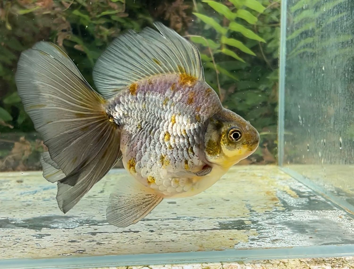 Blue Broadtail Ryukin (M, 4.75”) - Free Shipping