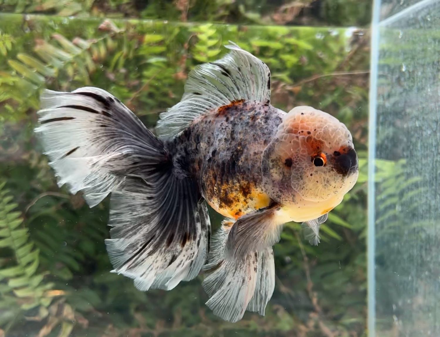 Kirin Rosetail Oranda (M, 5.75”) - Free Shipping