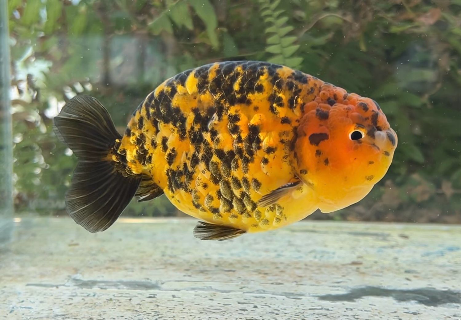 Tiger Yuanbao Ranchu (M, 4.75”) - Free Shipping