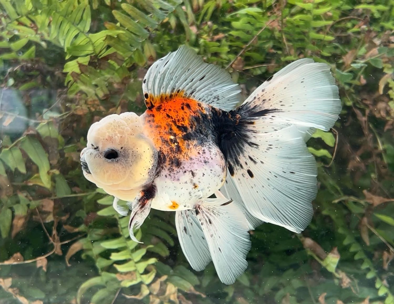 Calico Rosetail Oranda (M, 5.5”) - Free Shipping