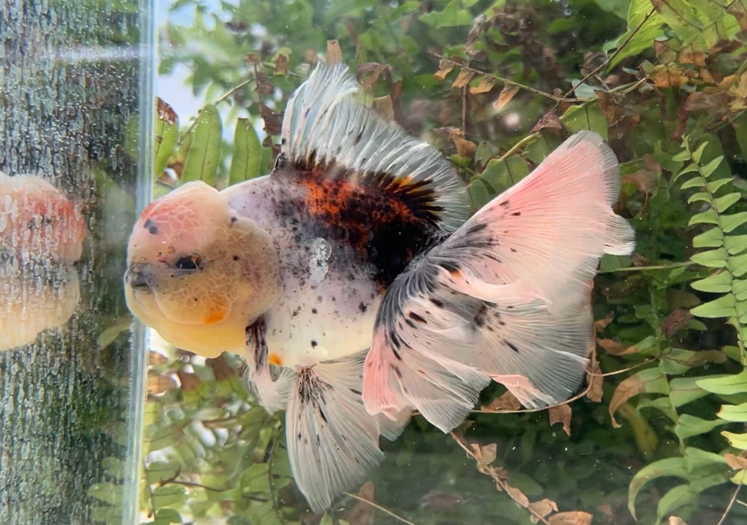 Calico Rosetail Oranda (M, 5.75”) - Free Shipping