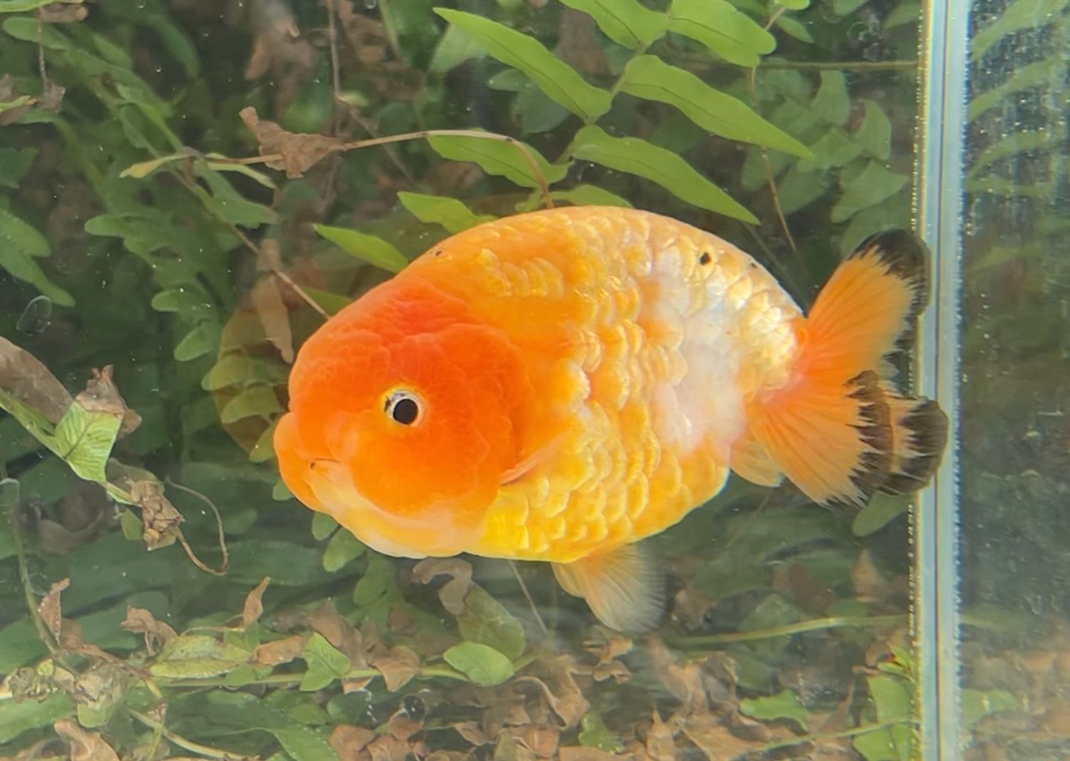 Gold Coin Orange Creamsicle Yuanbao Ranchu (M, 4”) - Free Shipping
