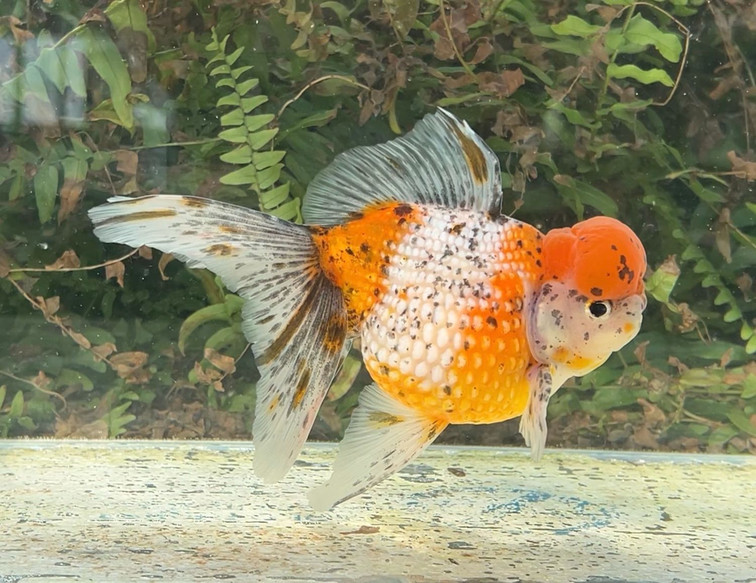 Calico Crown Pearlscale (M, 6”) - Free Shipping