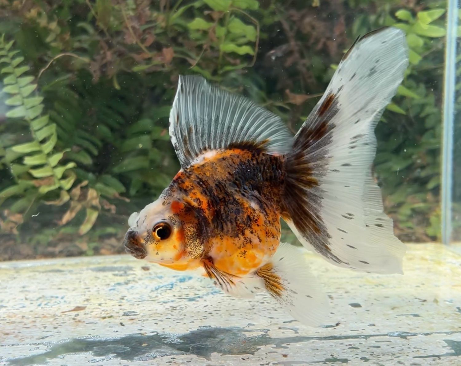 Autumn Leaves Veiltail (F, 5.75”) - Free Shipping