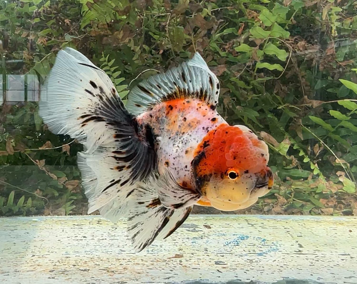 Calico Rosetail Oranda (M, 5.75”) - Free Shipping