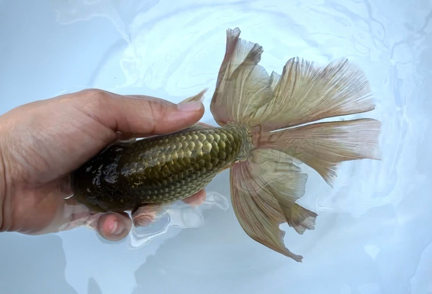 Bronze Orchidtail Ranchu (M, 7”) - Free Shipping