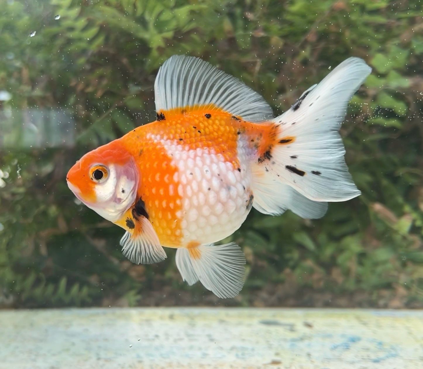 Tri-color Mousehead Pearlscale (F, 5”) - Free Shipping