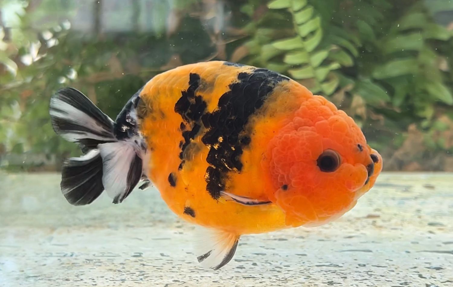 Calico Yuanbao Ranchu (M, 4.25”) - Free Shipping