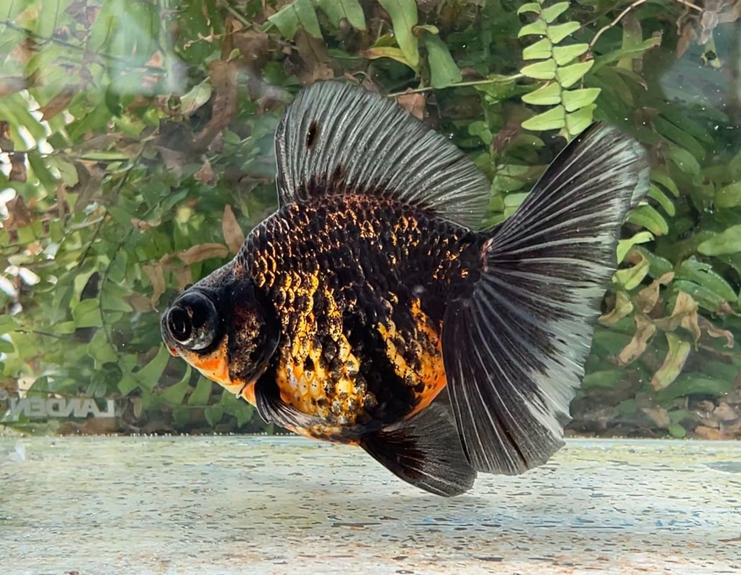 Tiger Deep Body Telescope Butterfly (F, 5”) - Free Shipping