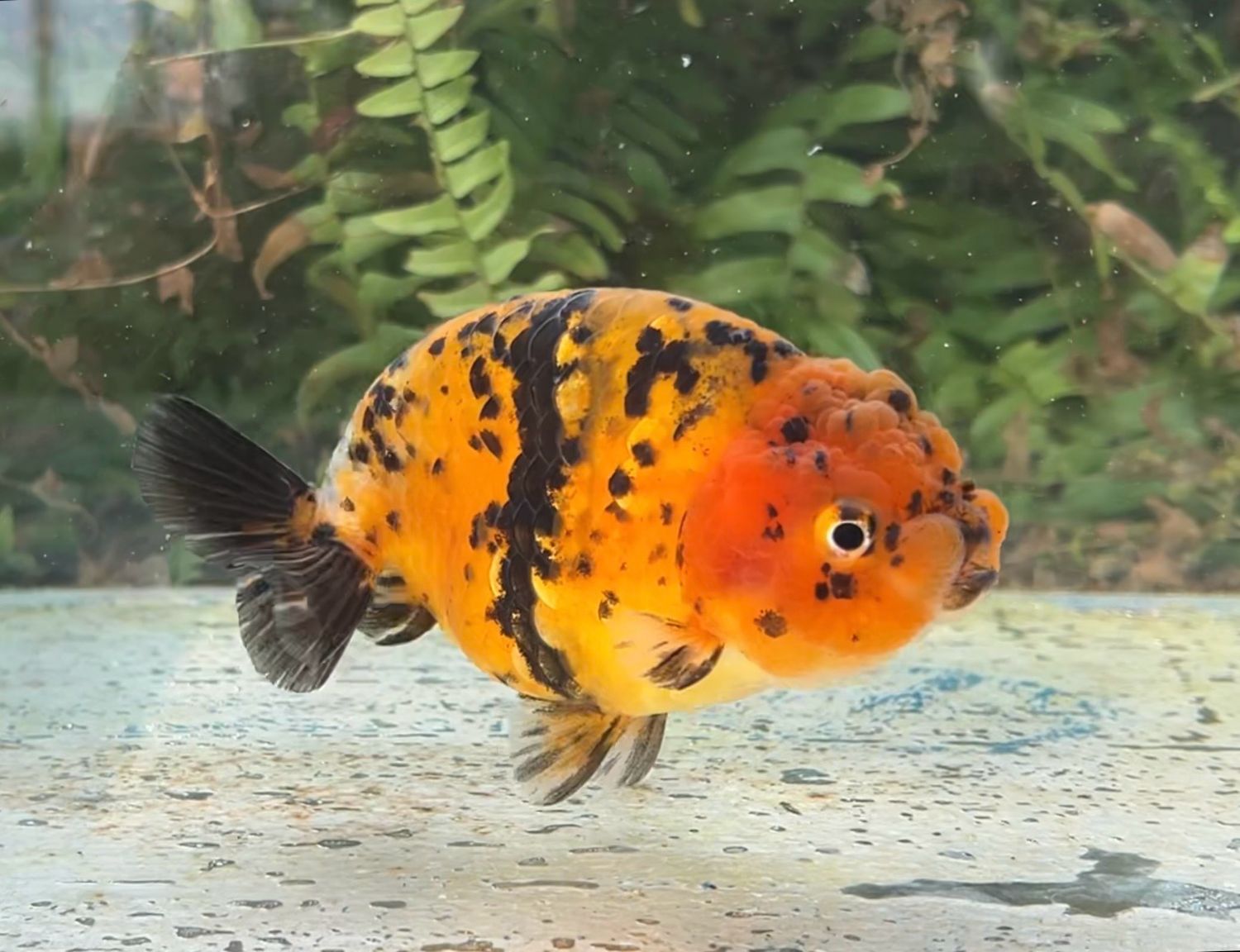 Tiger Yuanbao Ranchu (F, 4.5”) - Free Shipping