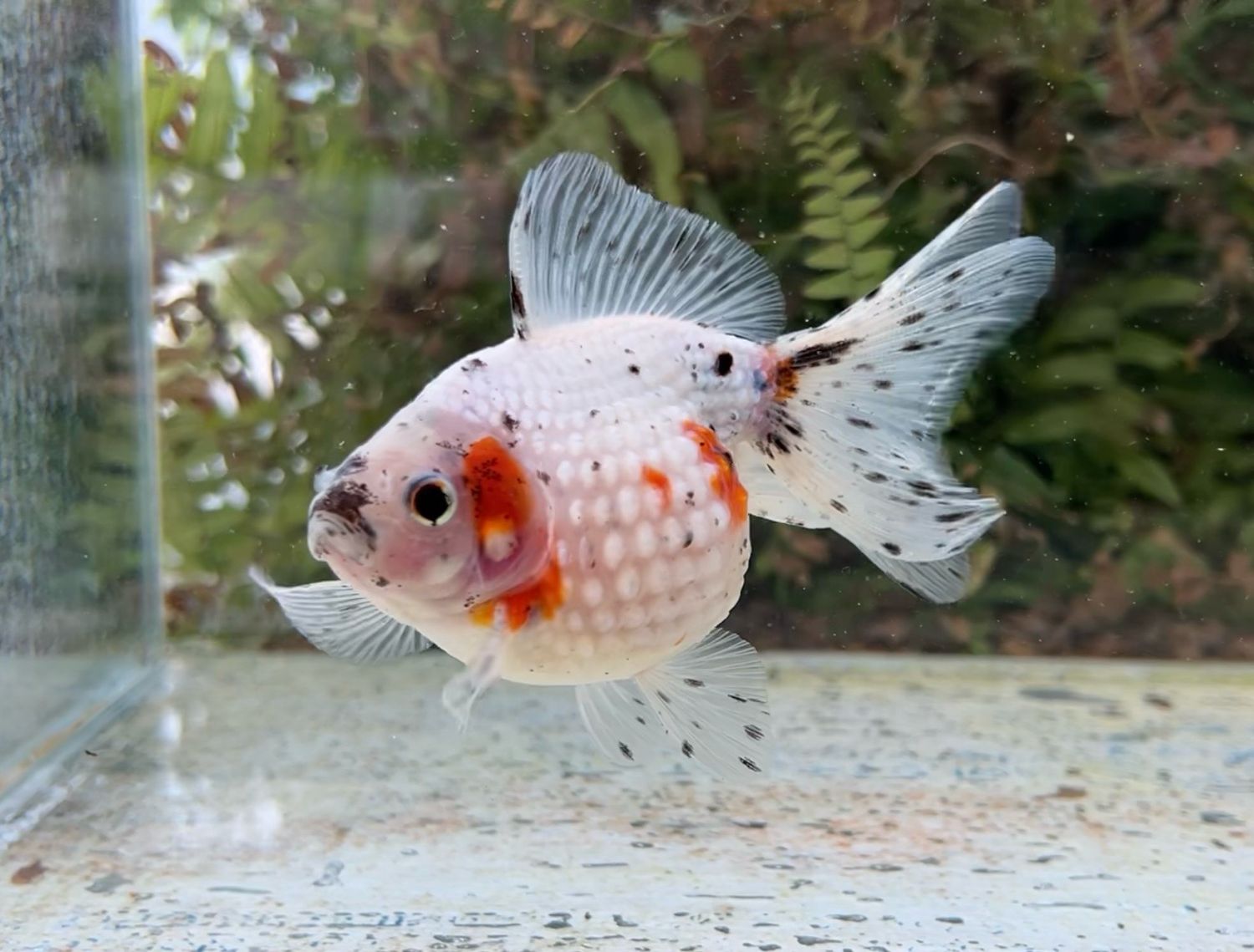 Tri-color Mousehead Pearlscale (F, 4.5”) - Free Shipping