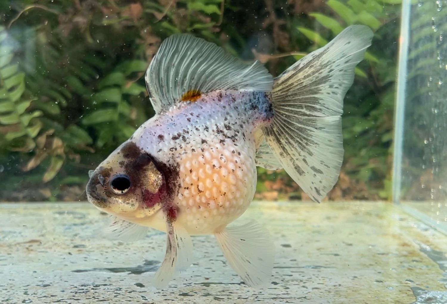 Sesame Specks Mousehead Pearlscale (M, 5.5”) - Free Shipping
