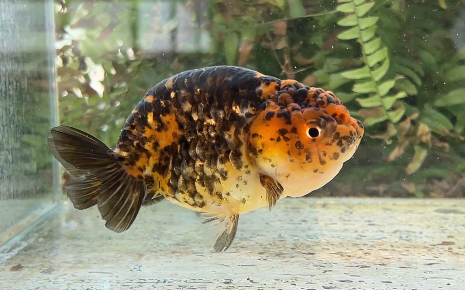 Calico Yuanbao Ranchu (F, 4.25”) - Free Shipping